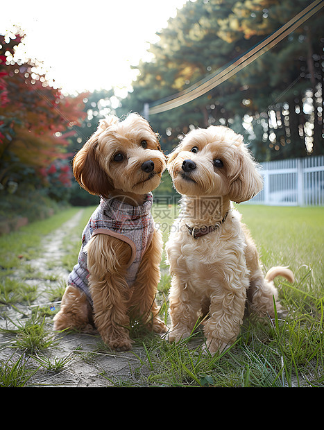草坪上的两只狗图片