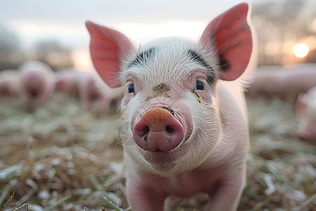 猪农场草地上的粉红小猪背景