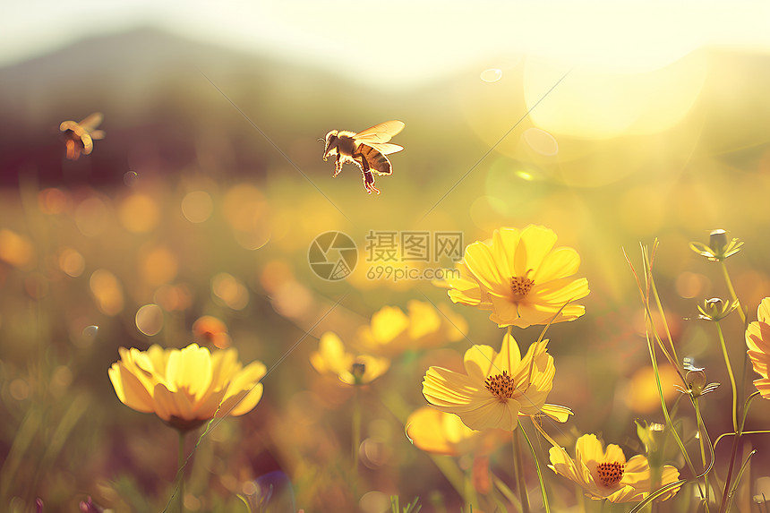 蜜蜂飞舞在花丛中图片