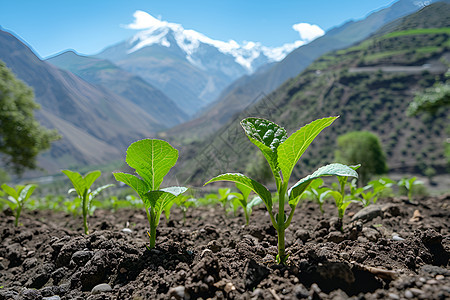 山谷中种植苗图片