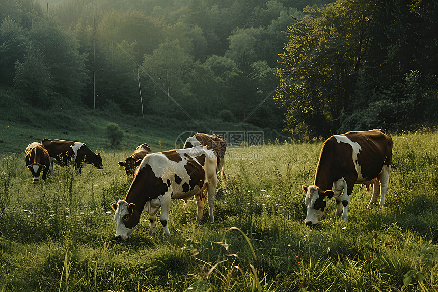 田野中的牛群图片