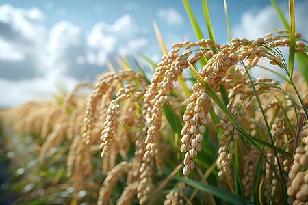 水稻稻穗阳光下的稻穗背景