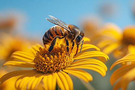 蜜蜂恋黄花飞舞的花瓣高清图片