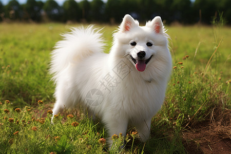 快乐玩耍的白色狗狗图片