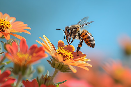 花卉上的蜜蜂高清图片
