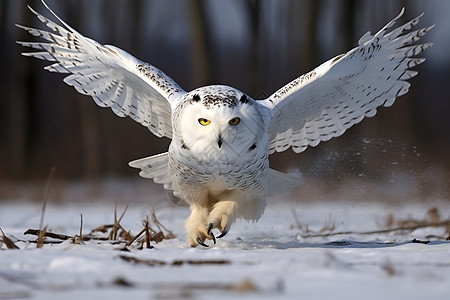 冬日里的猫头鹰背景图片