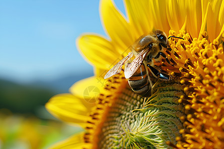 蜜蜂依偎向日葵图片