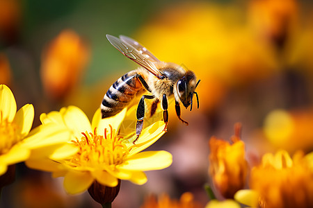 蜜蜂飞越黄花图片