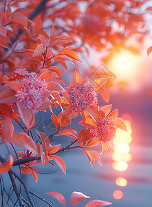 夕阳清澈的水面和花卉图片