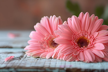粉色非洲菊在桌上图片