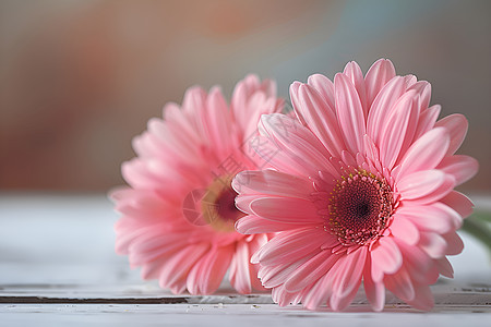 粉色非洲菊在木桌上图片