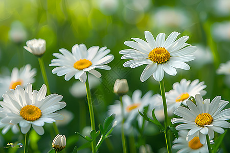 白色雏菊花丛图片