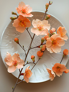 粉红花瓣盘艺术之美图片