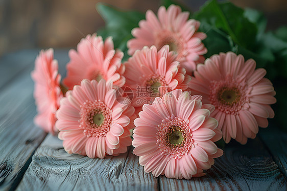 美丽粉色雏菊图片