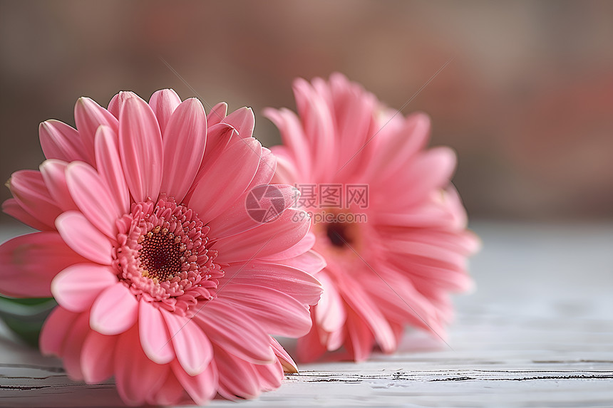 粉色雏菊图片