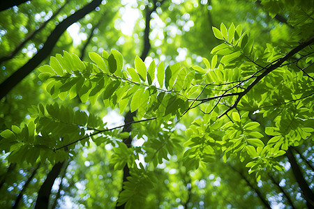 森林的绿叶夏季树叶高清图片