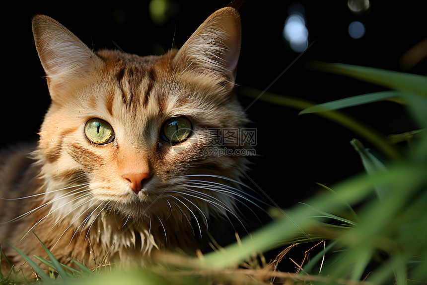 草丛中的猫咪图片