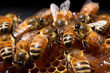 一群蜜蜂聚集在蜂巢上图片
