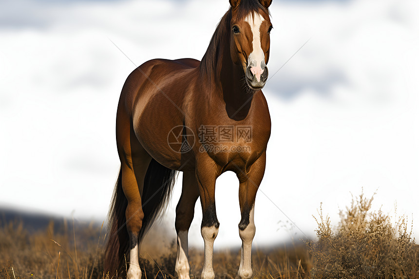 田野中的一匹马儿图片