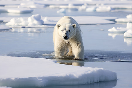 野生的北极熊图片