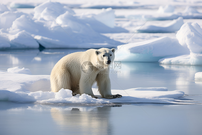 冰块上的北极熊图片