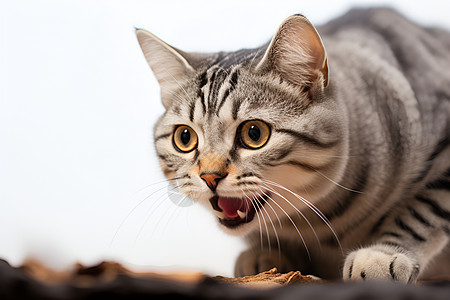 毛丹张着嘴巴的小猫背景