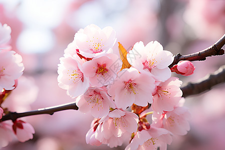 枝头绽放的粉色樱花背景