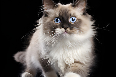 蓝色眼睛的猫咪背景图片