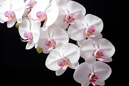 盛开的白色兰花图片