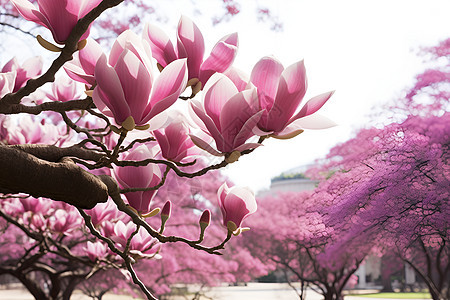 桃花盛开的公园风景图片