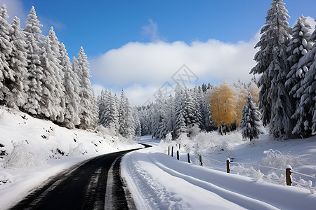 寒冬林间的雪路图片