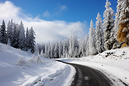 林间的雪路图片