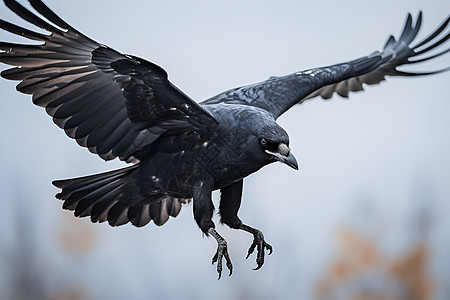 翅膀展开的乌鸦背景图片
