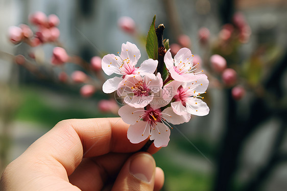 手中握着小花图片