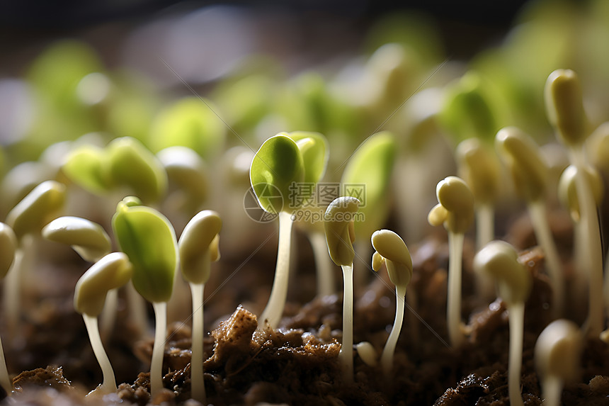 生牙的豆苗图片