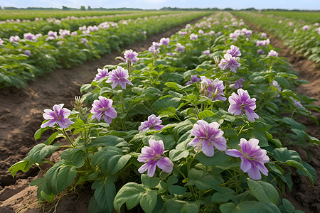 农田的土豆植物图片