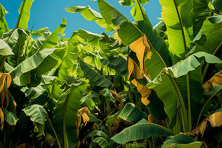 香蕉树叶子图片