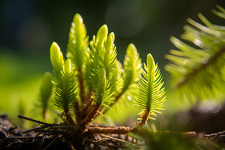 植物发芽清新绿意新枝背景