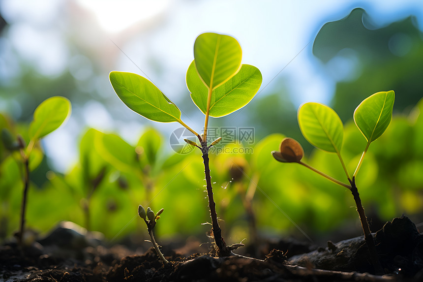 泥土中生长的小绿植图片