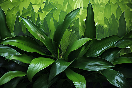 丛林中的绿色植物图片