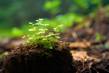 森林的新生植物树桩高清图片