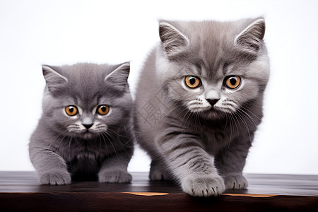 桌子上小猫两只小猫咪在桌子上背景