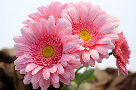 粉色非洲菊盛开的花朵背景