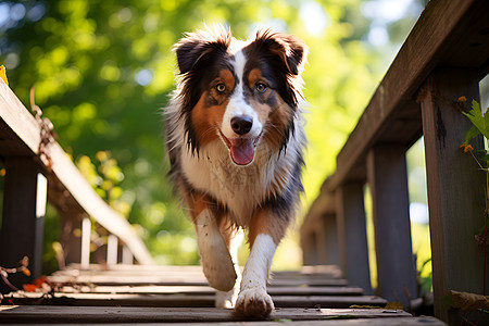 公园里的牧羊犬图片