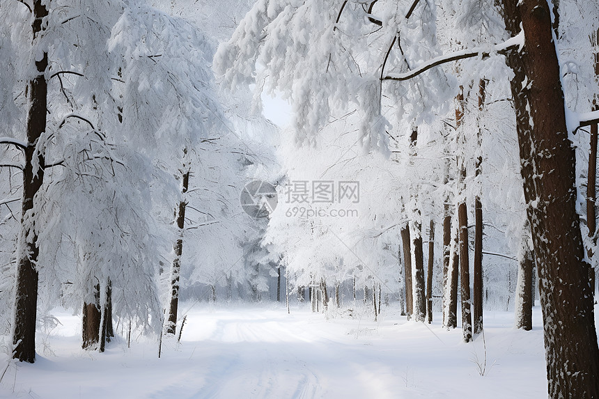 冰雪中的森林图片