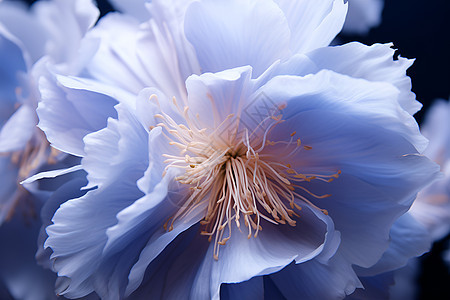 一朵蓝色的花图片