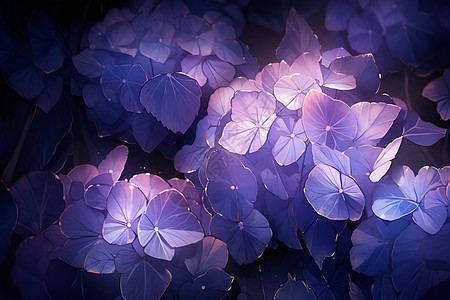 紫色绣球花的奇妙纹理图片