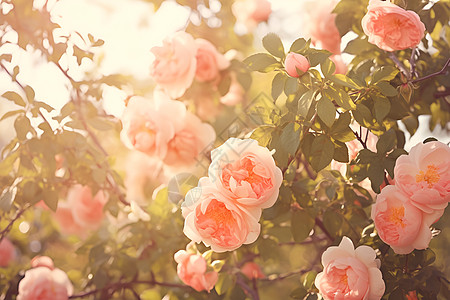 玫瑰花丛中的自然之美图片