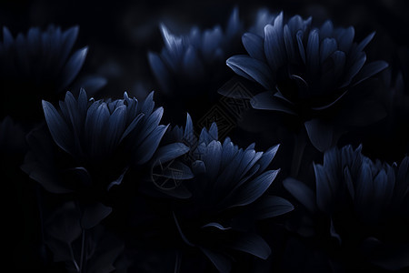 黑夜里的花朵图片
