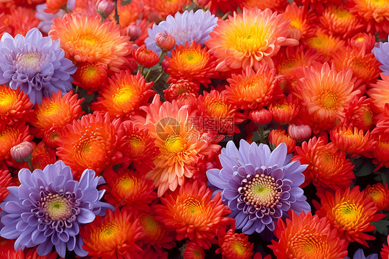 色彩斑斓的菊花园图片